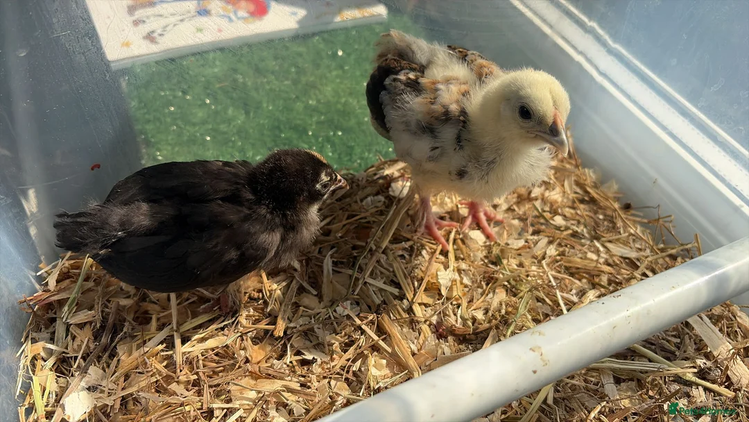 Chickens poultry for sale: pilkie x seramas breed in Newcastle upon Tyne - Advert 2