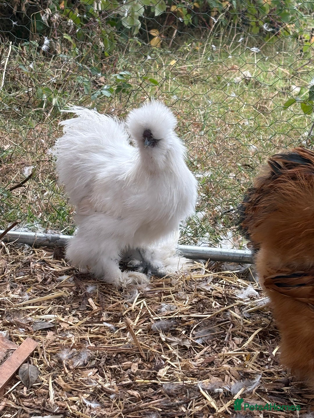 Chickens poultry for sale: Silkie cockerel for sale  - Image 5