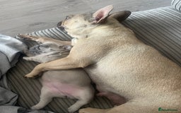French Bulldog dogs for sale: French bulldog  - Image 5