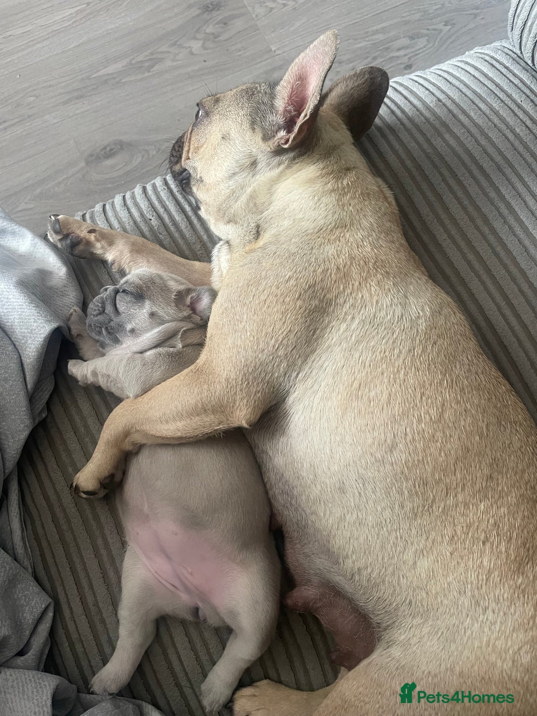 French Bulldog dogs for sale: French bulldog  - Image 5