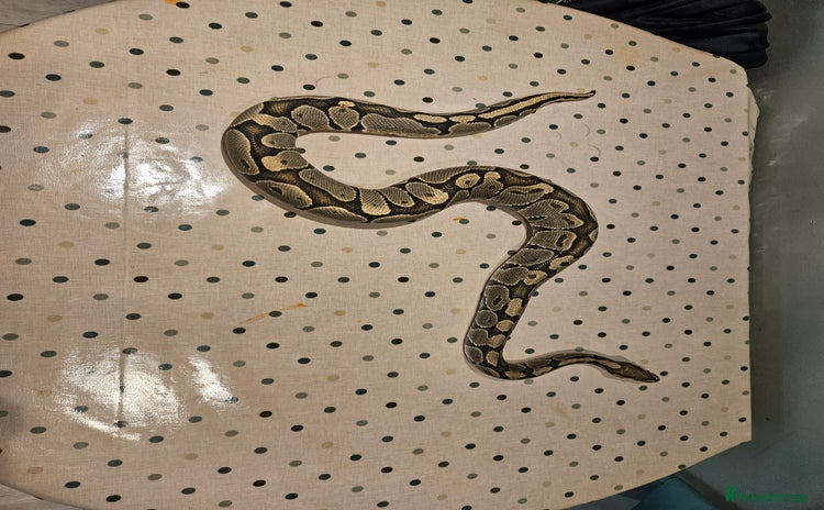 Python Snake reptiles - Advert 1