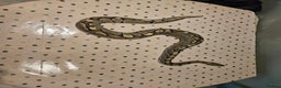 Python Snake reptiles for sale: 4x Royal Pythons for sale - Advert 1
