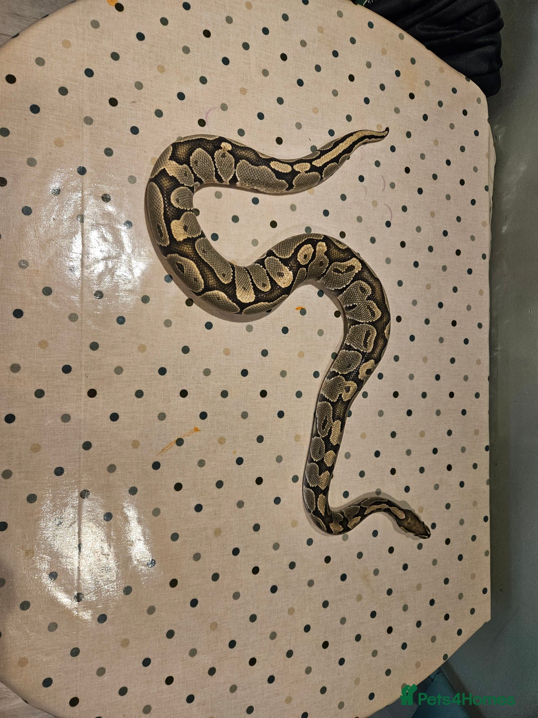 Python Snake reptiles for sale: 4x Royal Pythons for sale - Image 1