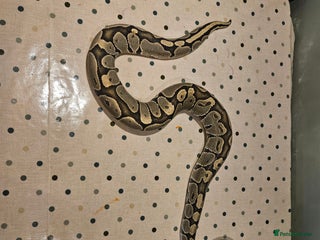 Python Snake reptiles - Advert 2