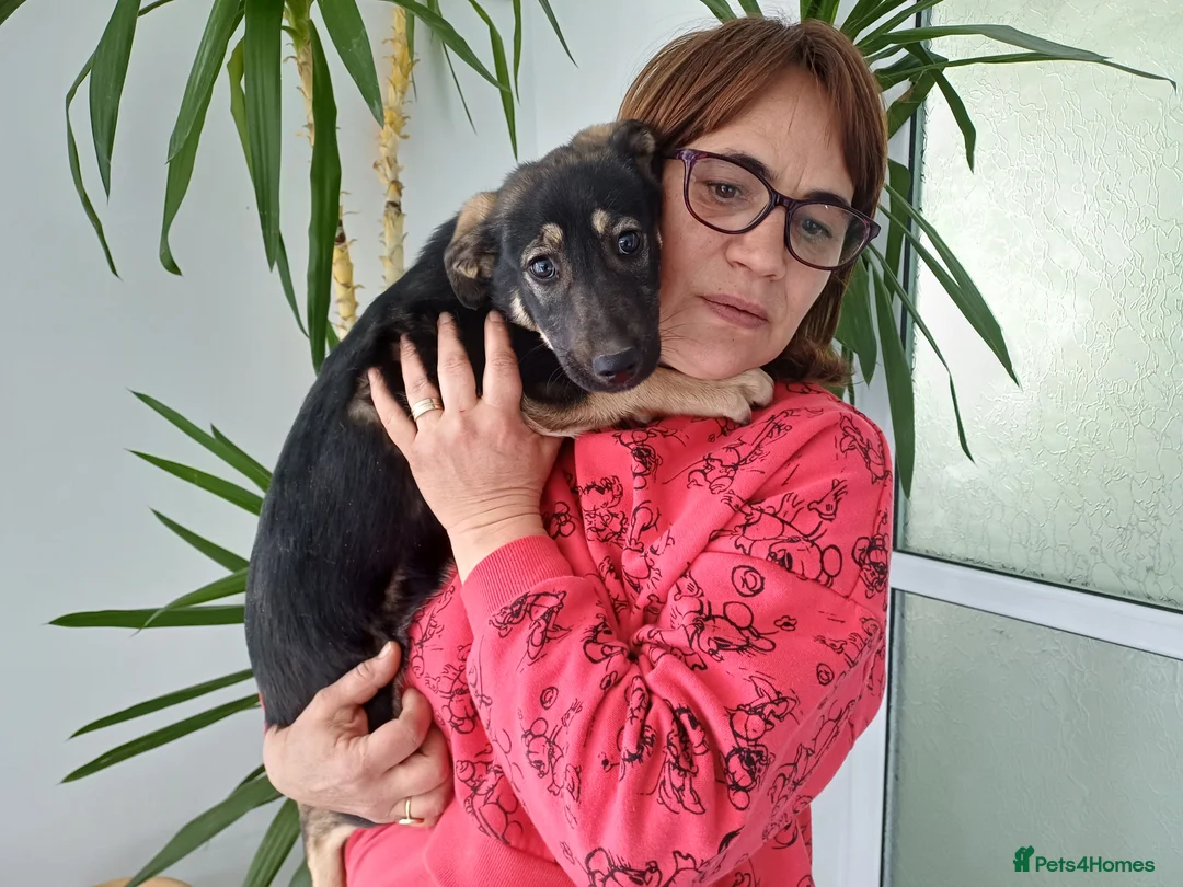 Mixed Breed dogs for adoption: 🐾 From a Rubbish Bin… to a Life Full of Love 💗🐾 - Advert 1