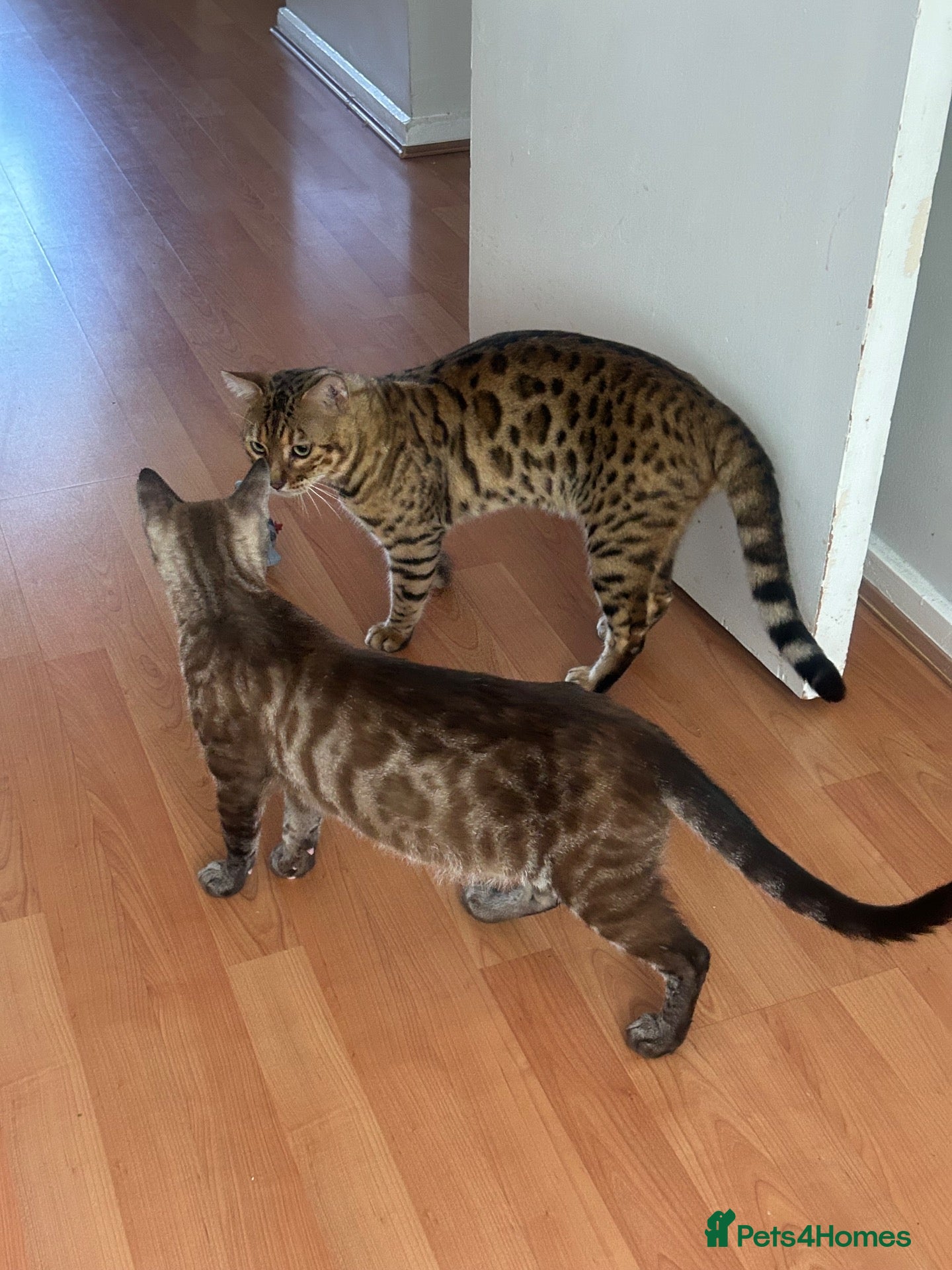 Bengal cats Pure bengal kittens - Advert 15