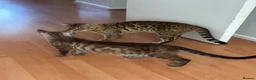 Bengal cats for sale: Pure bengal kittens - Advert 1