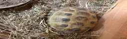 Tortoise reptiles for sale: Male tortoises looking for forever home - Advert 2