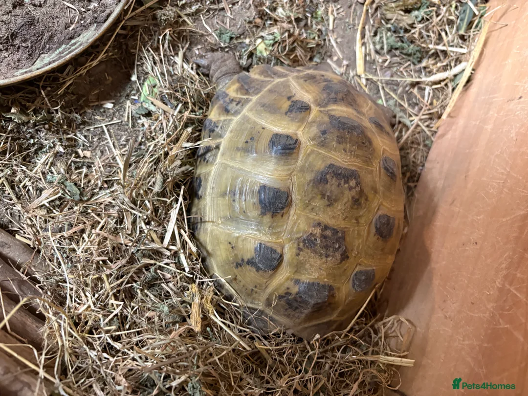 Tortoise reptiles for sale: Male tortoises looking for forever home - Advert 2