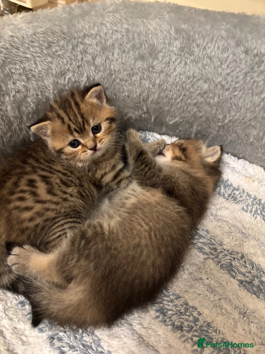 British Shorthair cats for sale: Pedigree British Shorthair  - Advert 2