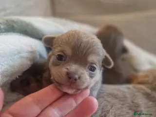 Chihuahua dogs Rare blue lilac miniature chihuahua - Advert 4