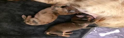 Miniature Dachshund dogs for sale: ⭐Long-Haired Miniature Dachshund Puppies⭐ - Advert 13