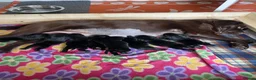 Labrador Retriever dogs for sale: KC registered black Labrador puppies  in Mansfield - Advert 15