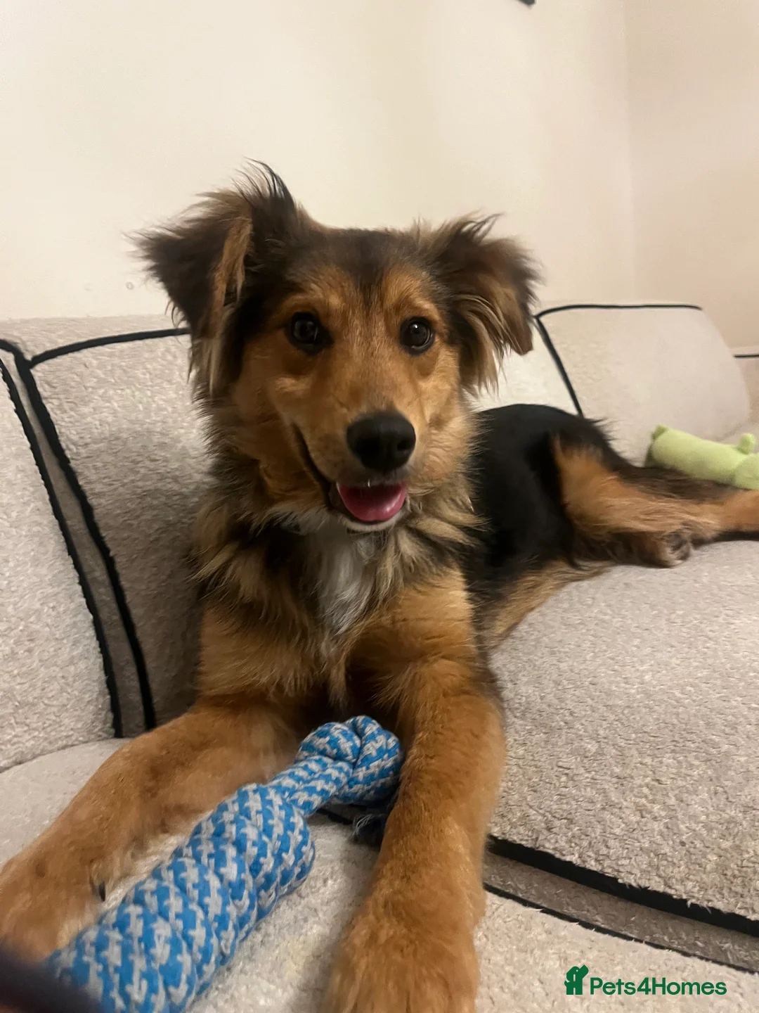 Mixed Breed dogs for sale: Male Puppy Mix Breed  - Advert 5