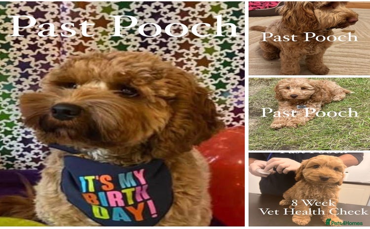 Cockapoo dogs - Advert 2