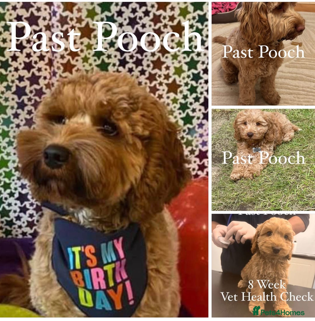 Cockapoo dogs for sale: F1 Cockapoo’s DNA Health Tested Parents - Image 8