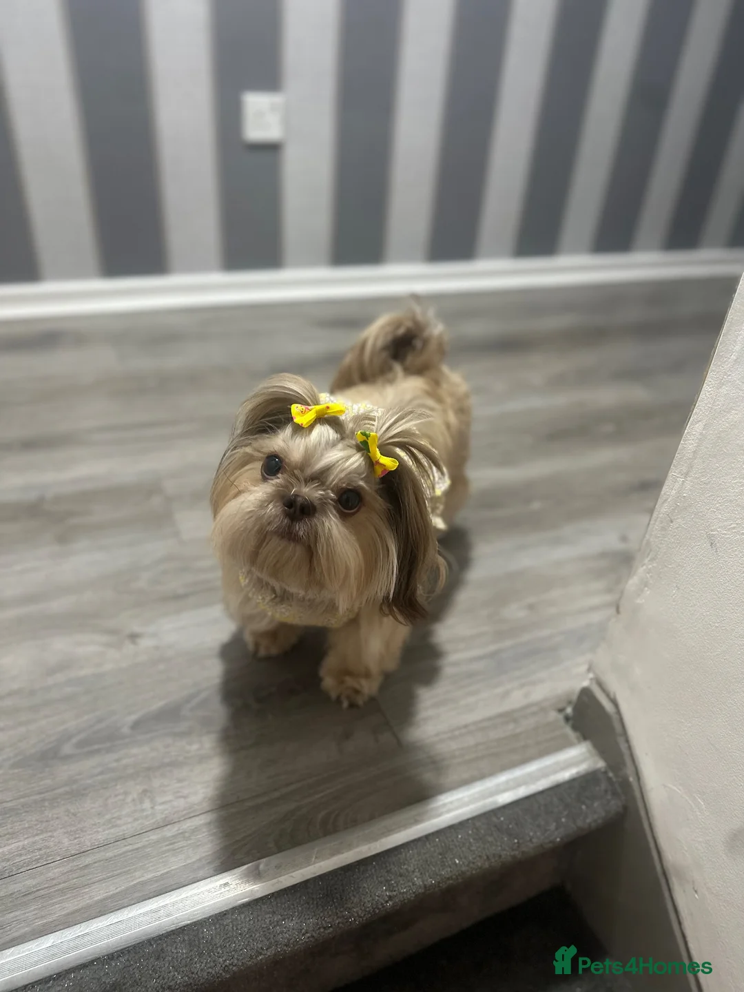 Shih Tzu dogs for sale: Imperial Shih tzu - Advert 6