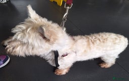 West Highland Terrier dogs for stud: For stud in Consett - Image 15