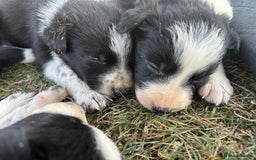 Border Collie dogs for sale: Border collie pups - Image 14