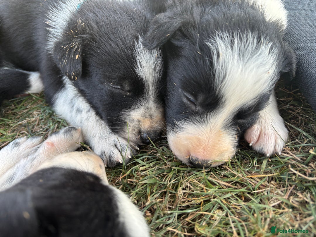 Border Collie dogs for sale: Border collie pups - Image 14