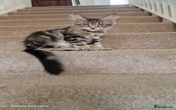 Maine Coon cats for sale: Pure Maine coon - Image 5