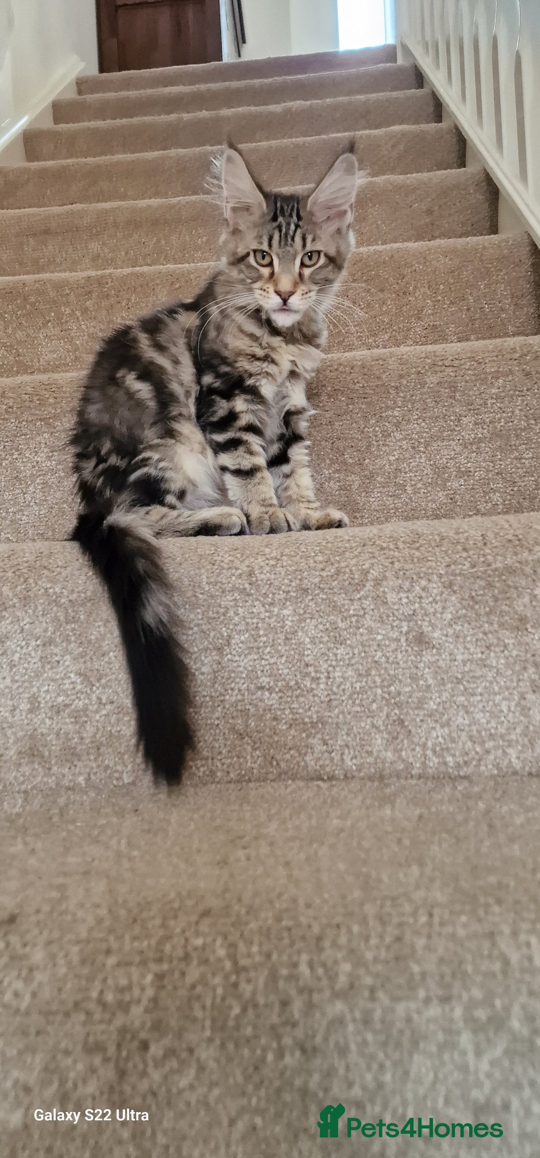Maine Coon cats for sale: Pure Maine coon - Image 5