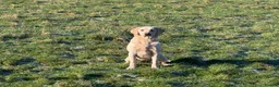 Labrador Retriever dogs for sale: Yellow Labrador Bitch Exceptional Working Pedigree - Advert 3