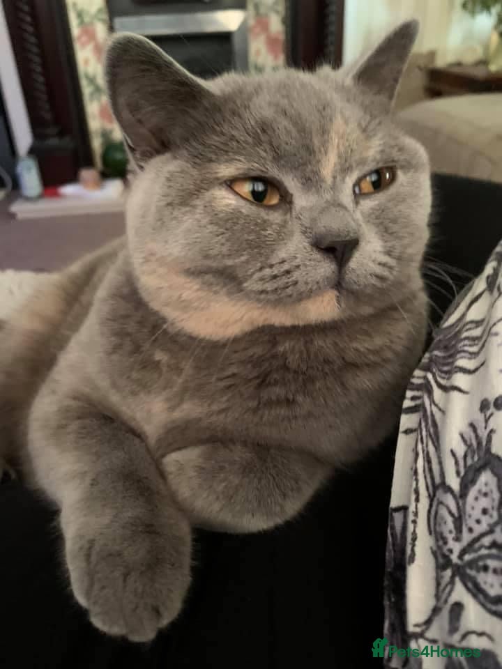 British Shorthair cats Pedigree GCCF kittens  - Advert 1