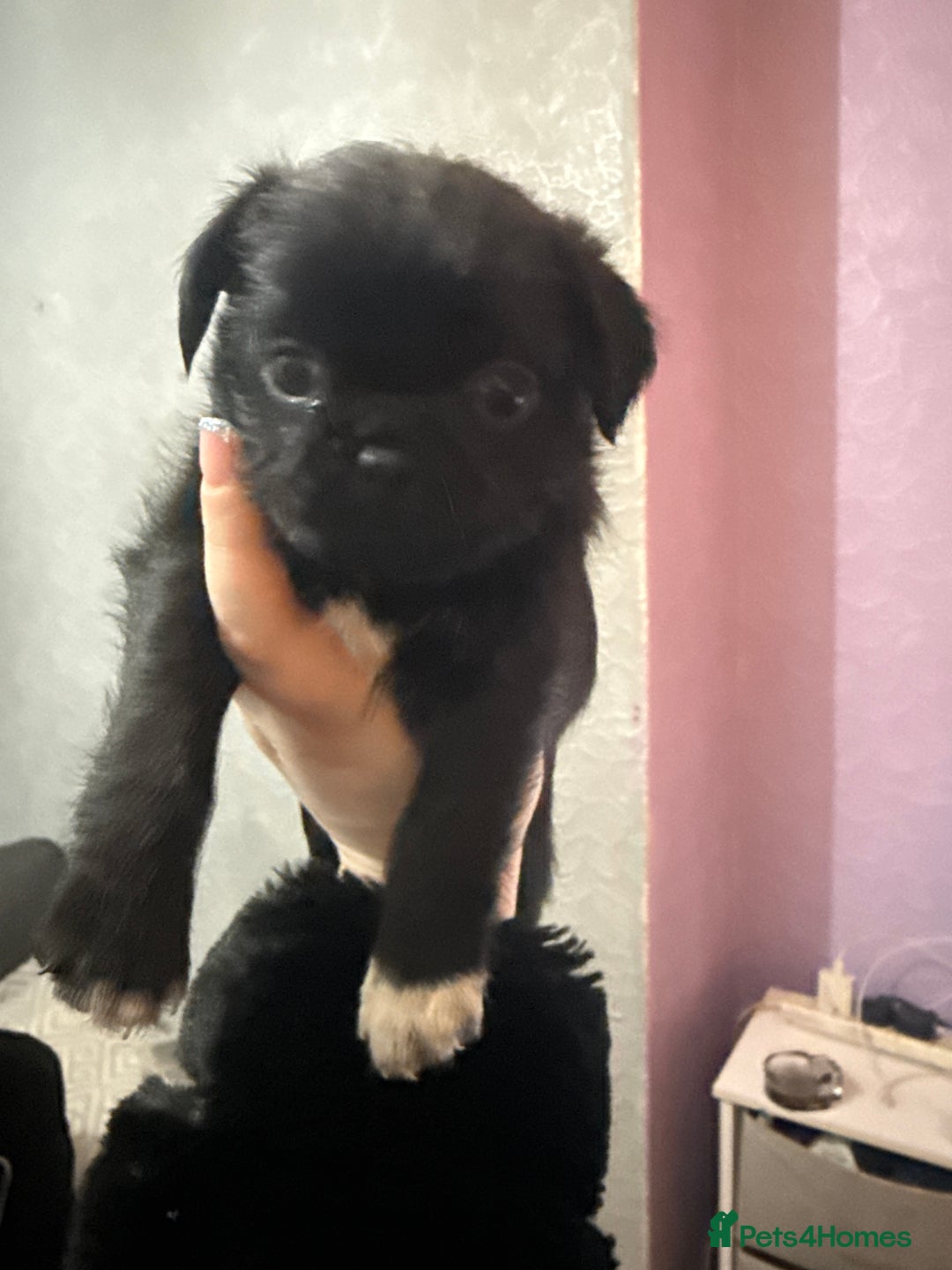Mixed Breed dogs for sale: Pug cross shihtzu puppies for sale  - Advert 4