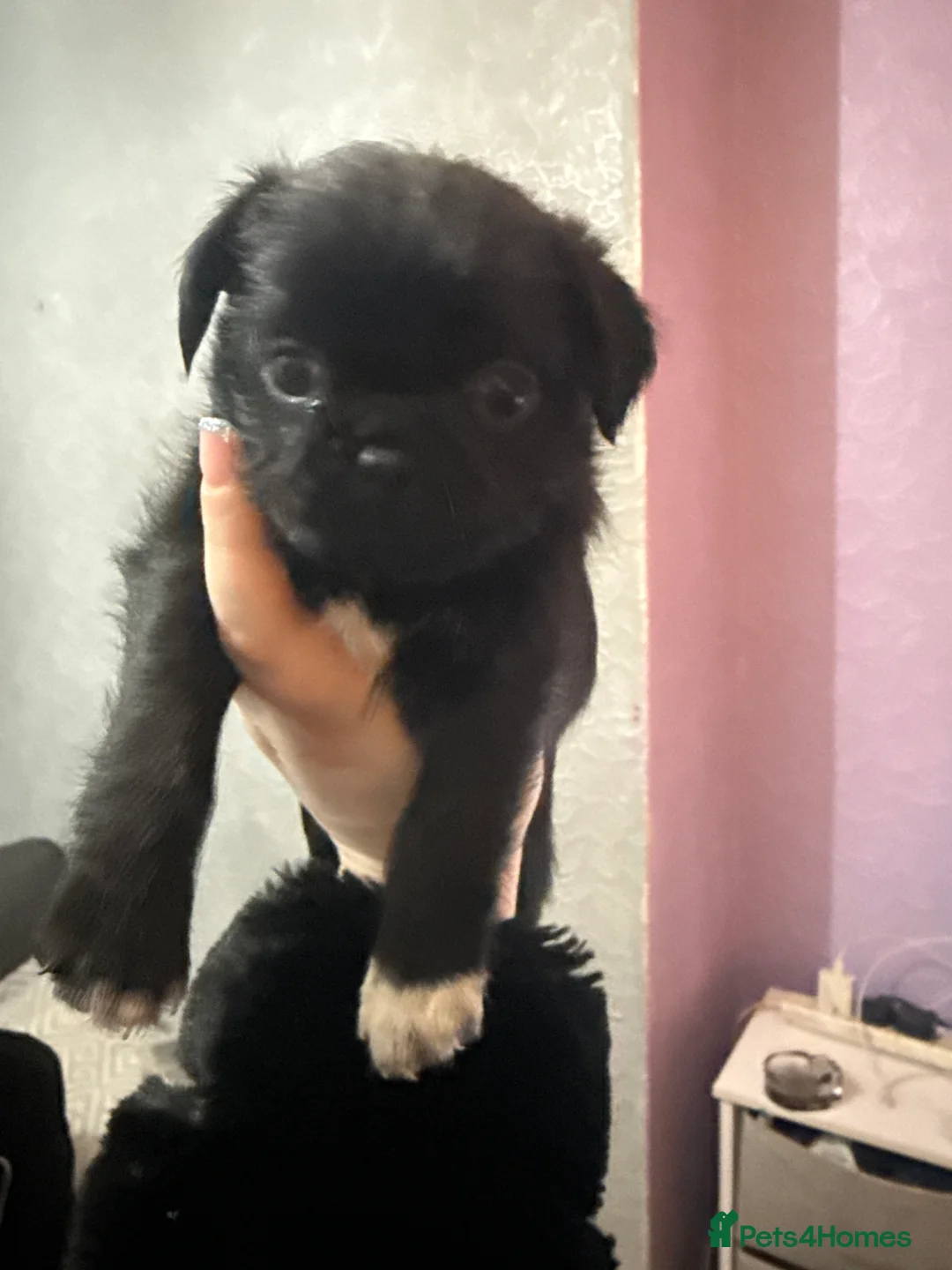 Mixed Breed dogs for sale: Pug cross shihtzu puppies for sale  - Advert 5