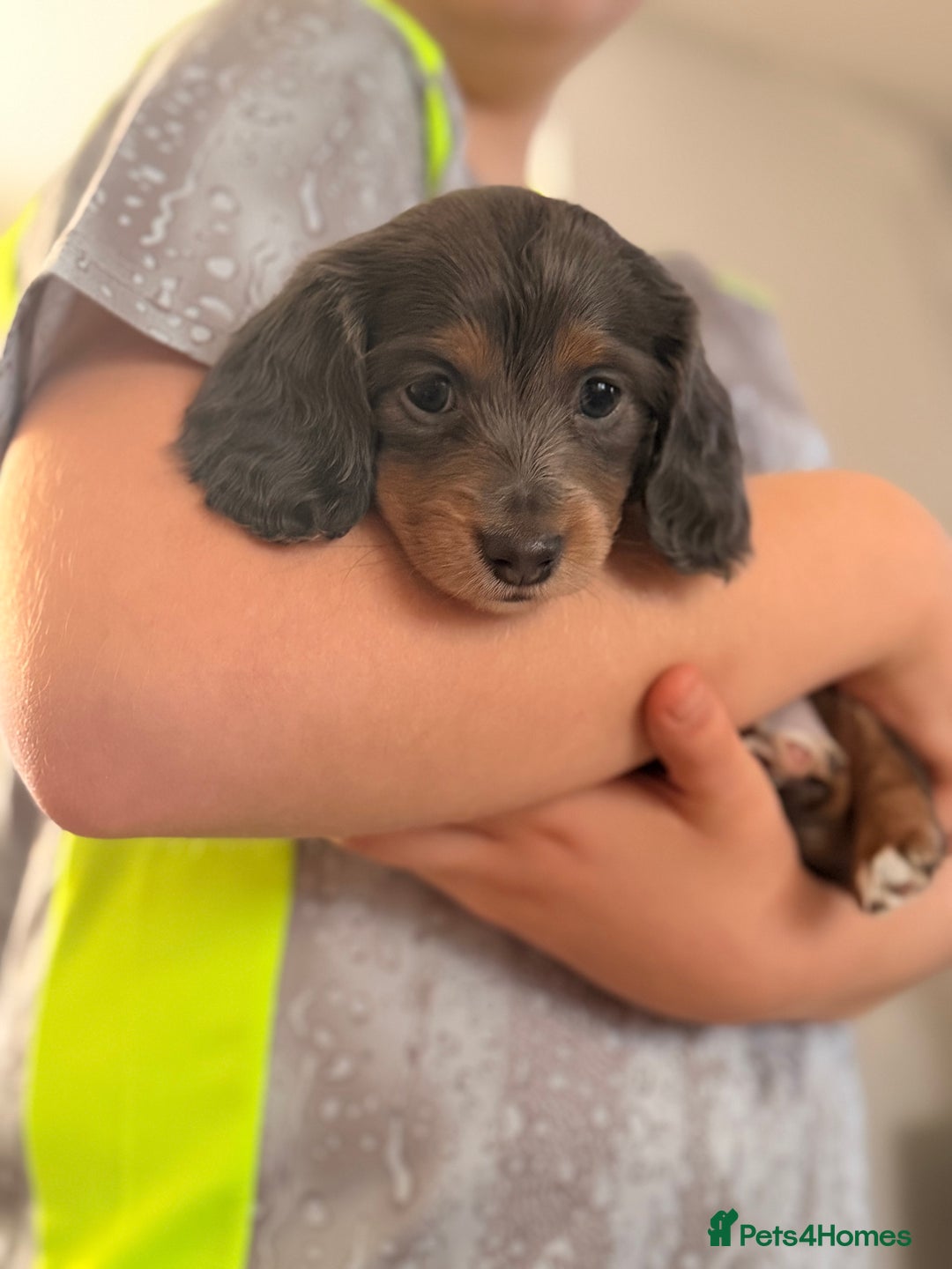 Miniature Dachshund dogs for sale: Gorgeous blue long haired dachshund 💙💗 - Advert 2