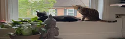 Bengal cats for sale: Fendi & Bagheera–Beautiful, Loving Bengal Pair - Advert 3