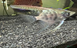 Angelfish fish for sale: X4 Medium Angelfish - Image 3