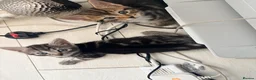 Mixed Breed cats for sale: 1 girl 1 boy Bengal cross kittens  in Isleworth - Advert 3