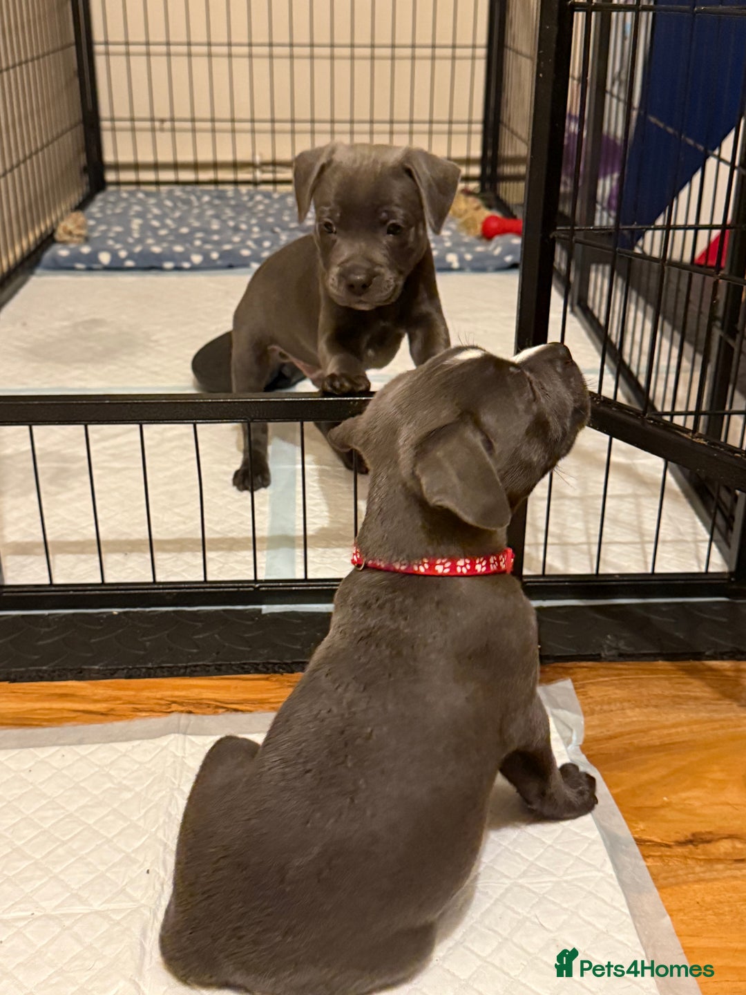 Staffordshire Bull Terrier dogs for sale: Lovely kc reg Staffordshire bull terrier puppies  - Image 6