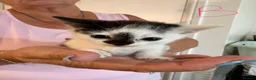 Mixed Breed cats for sale: 10 playful kittens boys and girls available - Advert 5