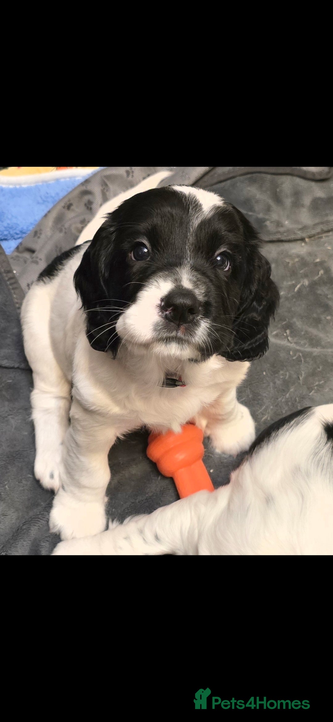 English Springer Spaniel dogs Health Tested KS English Springer Spaniel puppies  - Advert 2