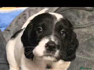 English Springer Spaniel dogs Health Tested KS English Springer Spaniel puppies - Advert 2