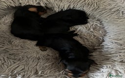 Yorkiepoo dogs for sale: 3 Beautiful Yorkiepoo puppies - Image 1