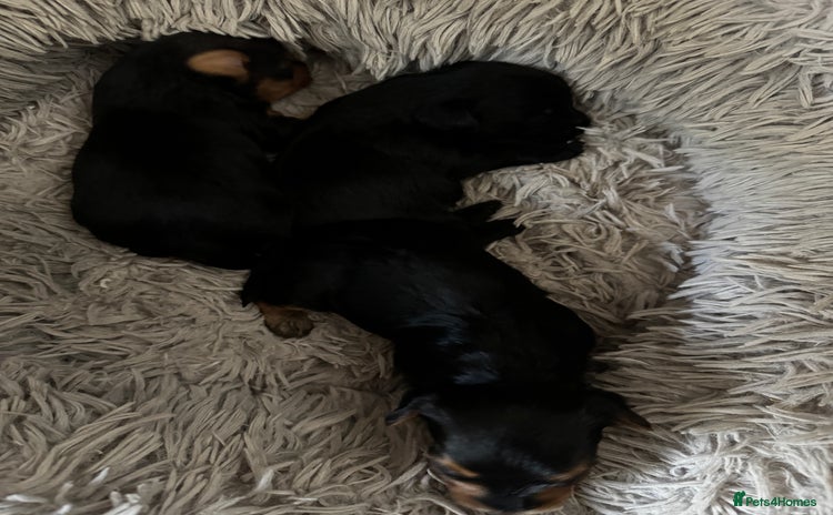 Yorkiepoo dogs - Advert 1