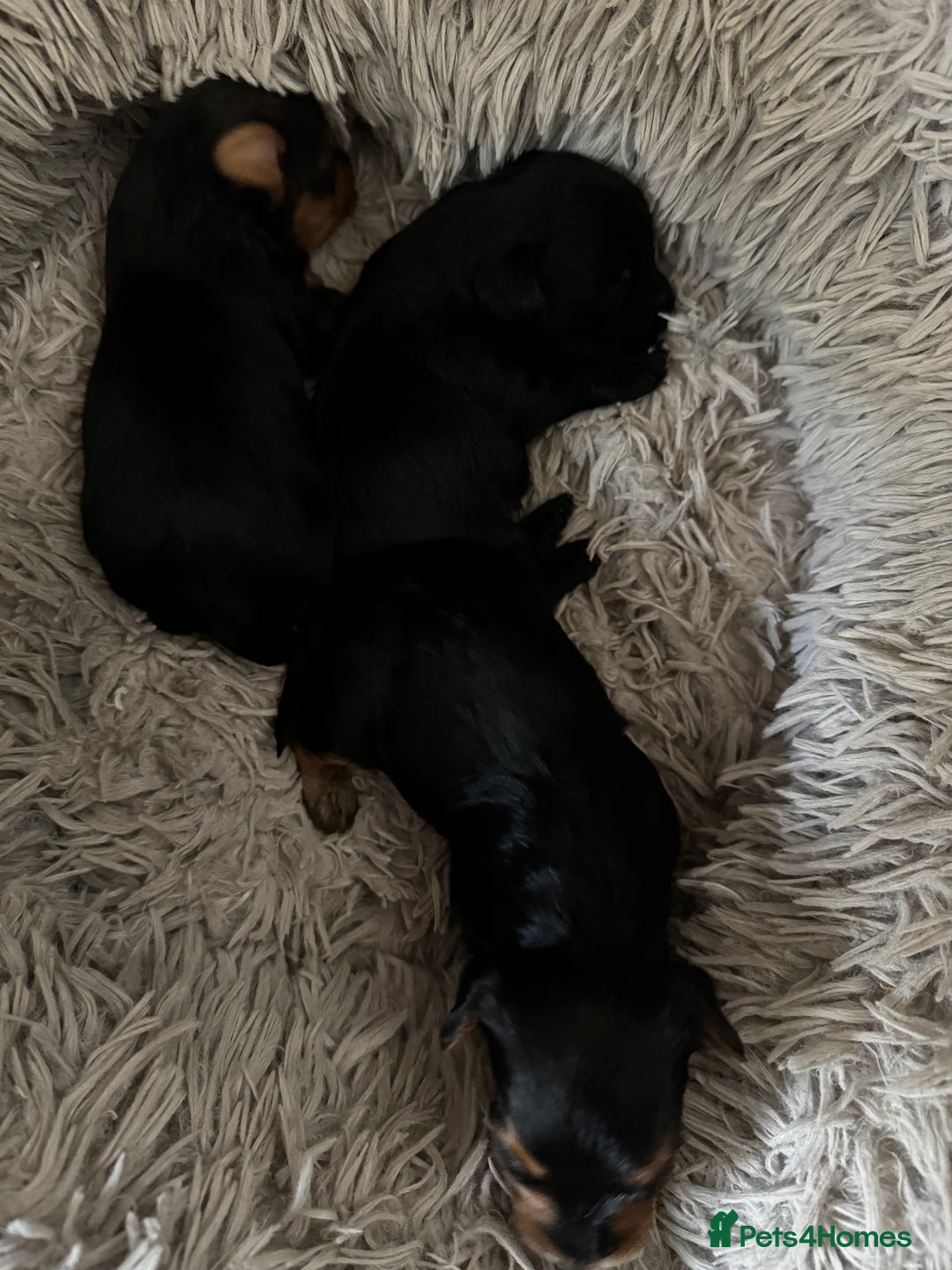 Yorkiepoo dogs for sale: 3 Beautiful Yorkiepoo puppies - Image 1