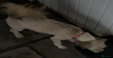 Tibetan Terrier dogs Female 1 Year Old Tibetan Terrier  - Advert 4