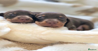 Miniature Dachshund dogs - Advert 16