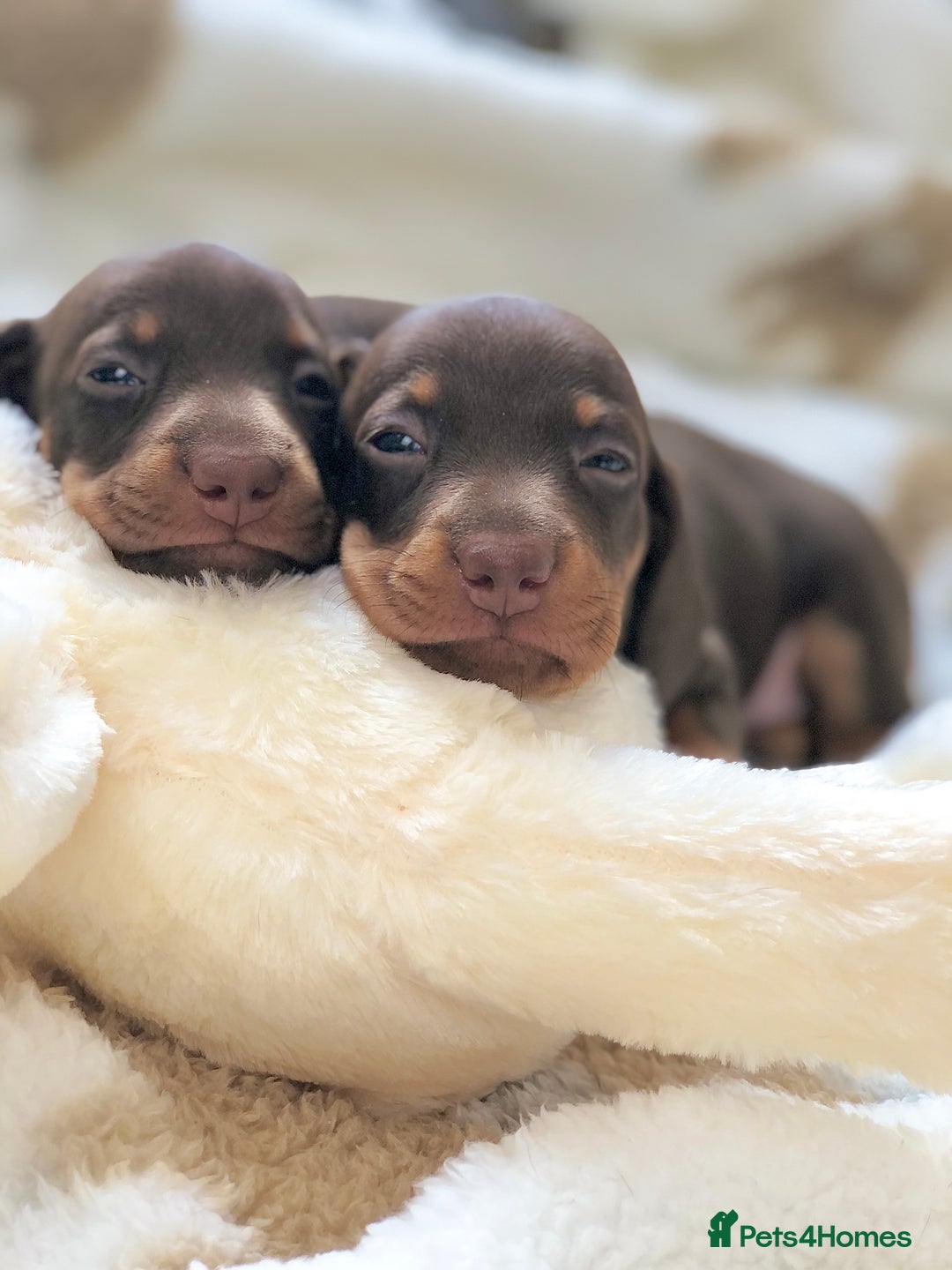 Miniature Dachshund dogs for sale: 🐾𝕊𝕞𝕠𝕠𝕥𝕙 𝕙𝕒𝕚𝕣𝕖𝕕 𝕡𝕦𝕡𝕡𝕚𝕖𝕤🐾 - Image 1