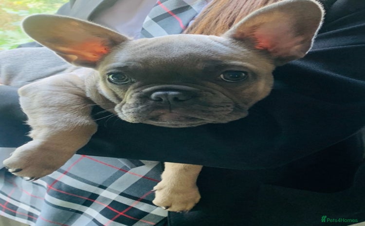 French Bulldog dogs - Advert 10