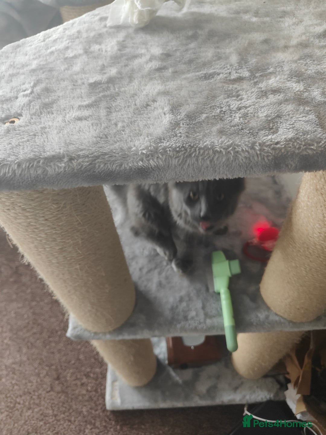 Ragcoon cats for sale: Maine coon X Ragdoll kitten - Image 17