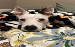 Jack Russell dogs for sale: Stunning Miniature Jack Russell Puppies!!! - Image 18