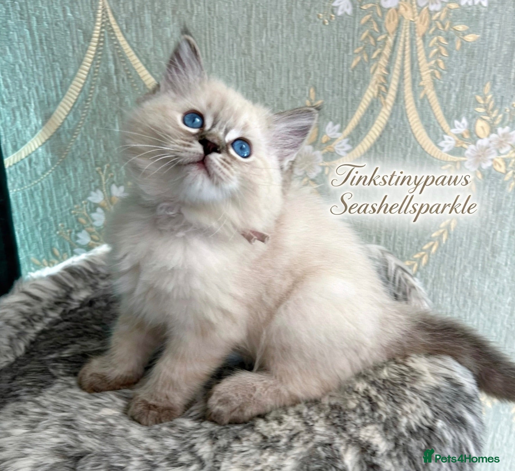 Ragdoll cats Seal Tabby colourpoint ( last one )  - Advert 4