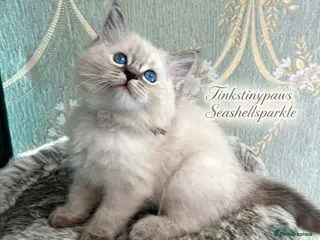 Ragdoll cats Seal Tabby colourpoint ( last one ) - Advert 6