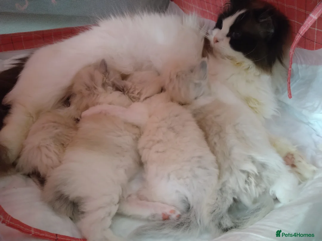 Ragdoll cats for sale: Purebred Ragdoll kittens  - Advert 25